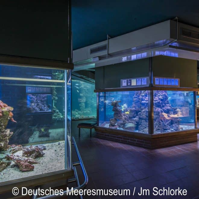 Ausflugstipps für Familien - Deutsches Meeresmuseum Stralsund