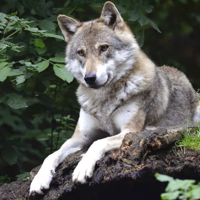 Ausflugstipps für Familien - Wildpark-MV Güstrow